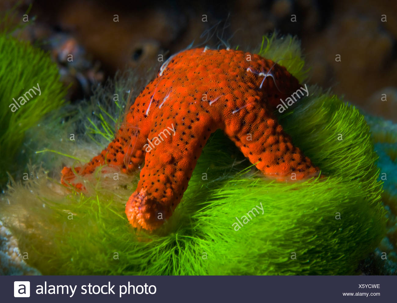 Starfish Feeding High Resolution Stock Photography and Images Biology Diagrams
