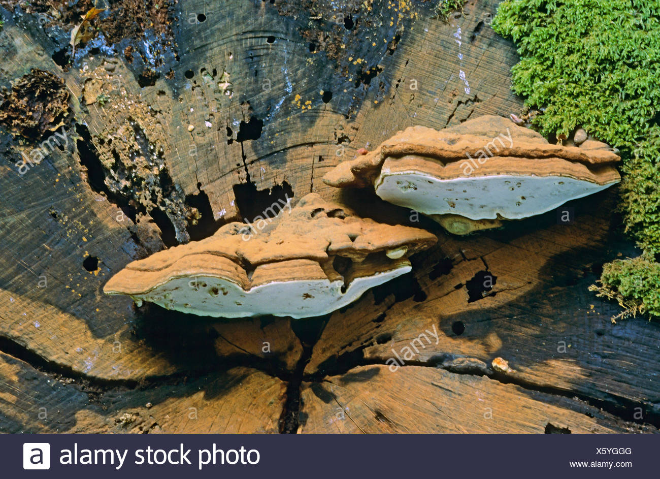 Bracket Conk High Resolution Stock Photography and Images - Alamy