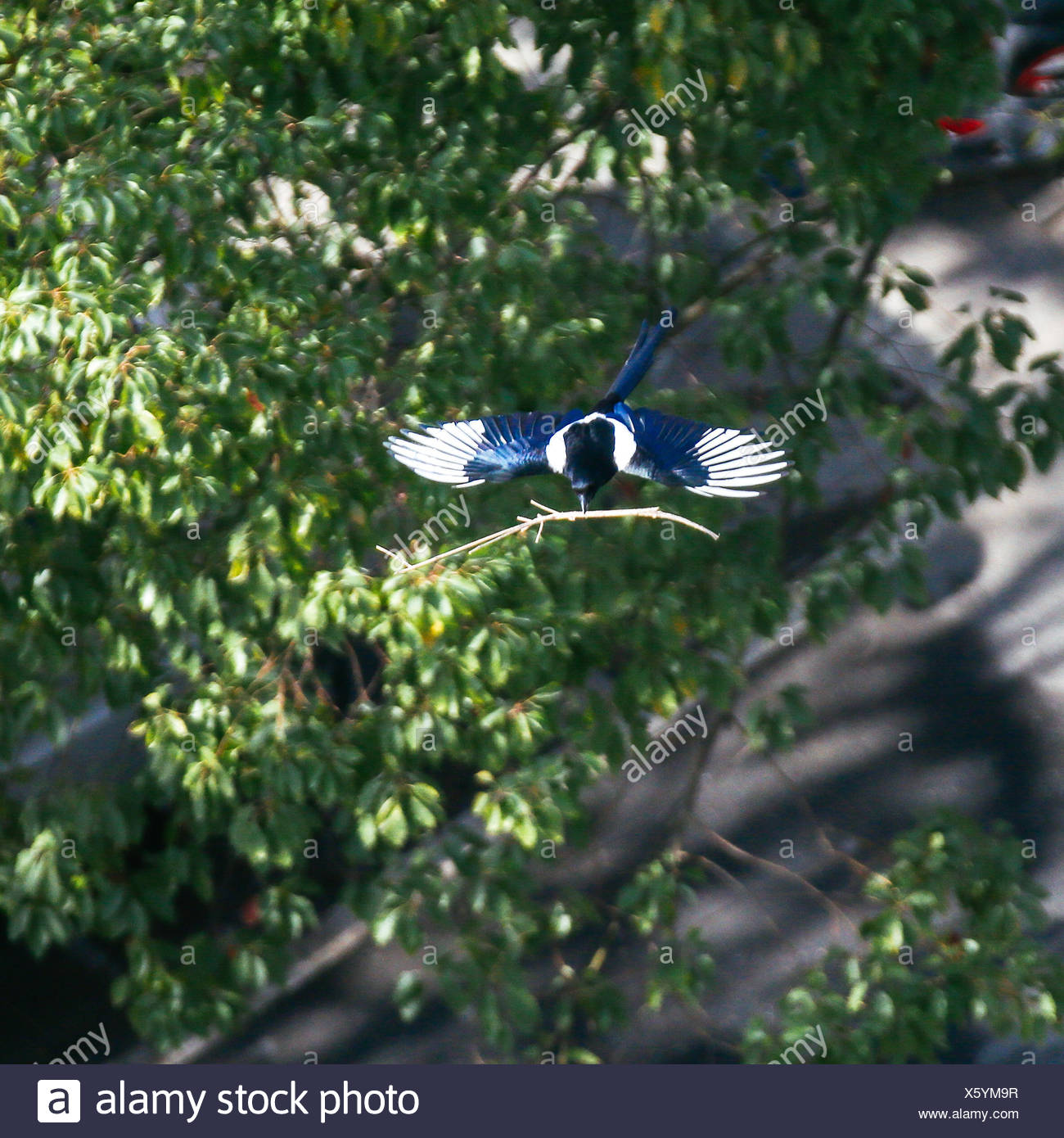 Flying With Stick High Resolution Stock Photography and Images - Alamy