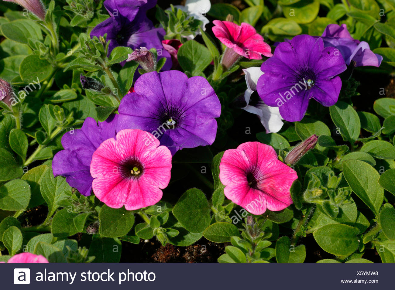 Petunia CultivarsPetunia x atkinsiana Zierpflanzen Repetico