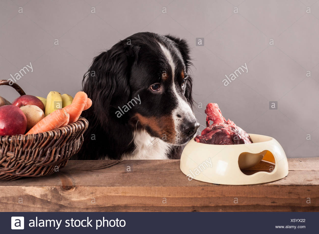 raw diet for bernese mountain dog
