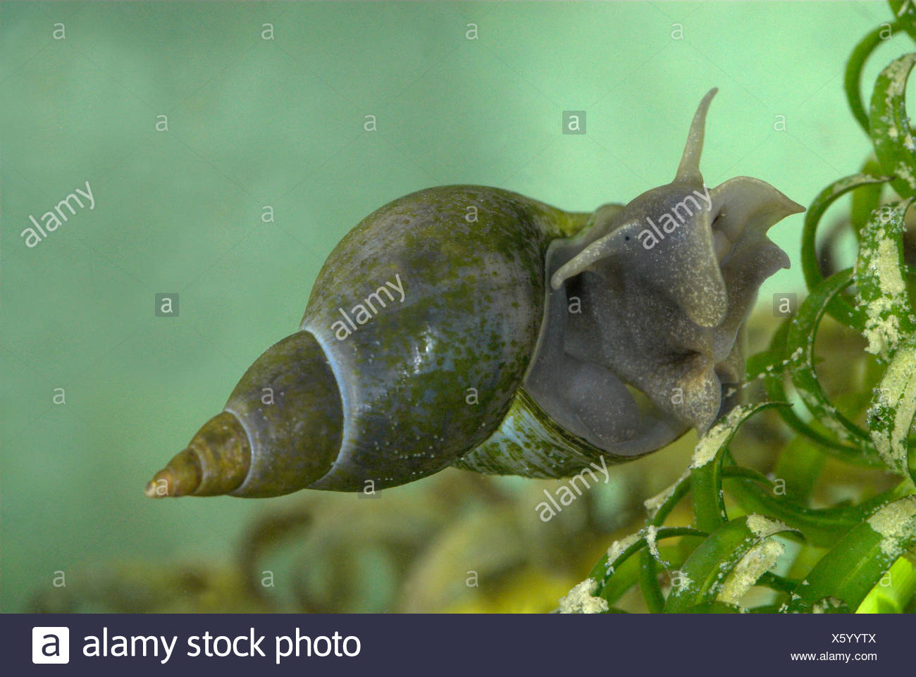 Pond Snail Uk Stock Photos & Pond Snail Uk Stock Images Alamy