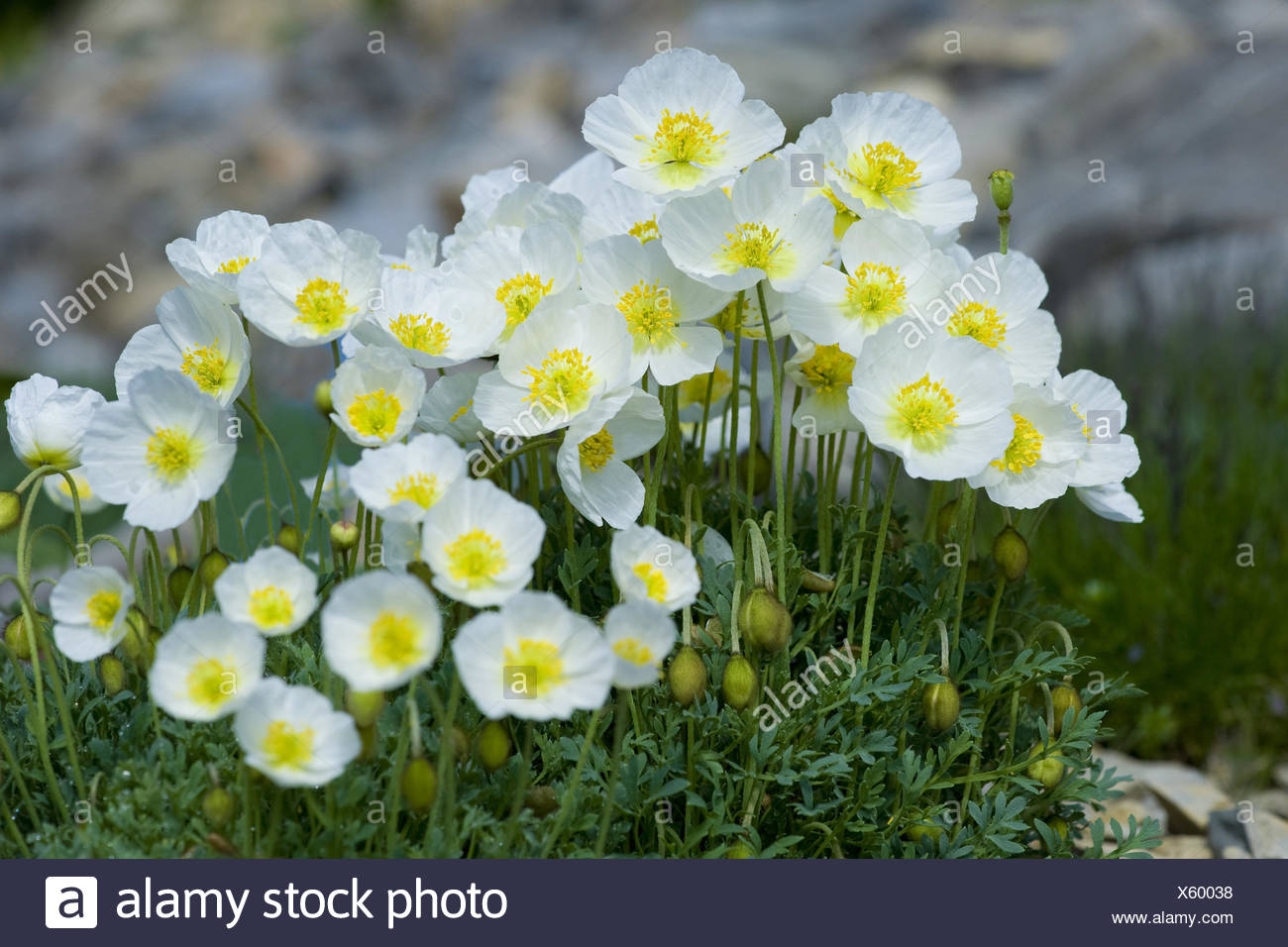 salzburg alpine poppy, papaver alpinum ssb. sendtneri Stock Photo ...