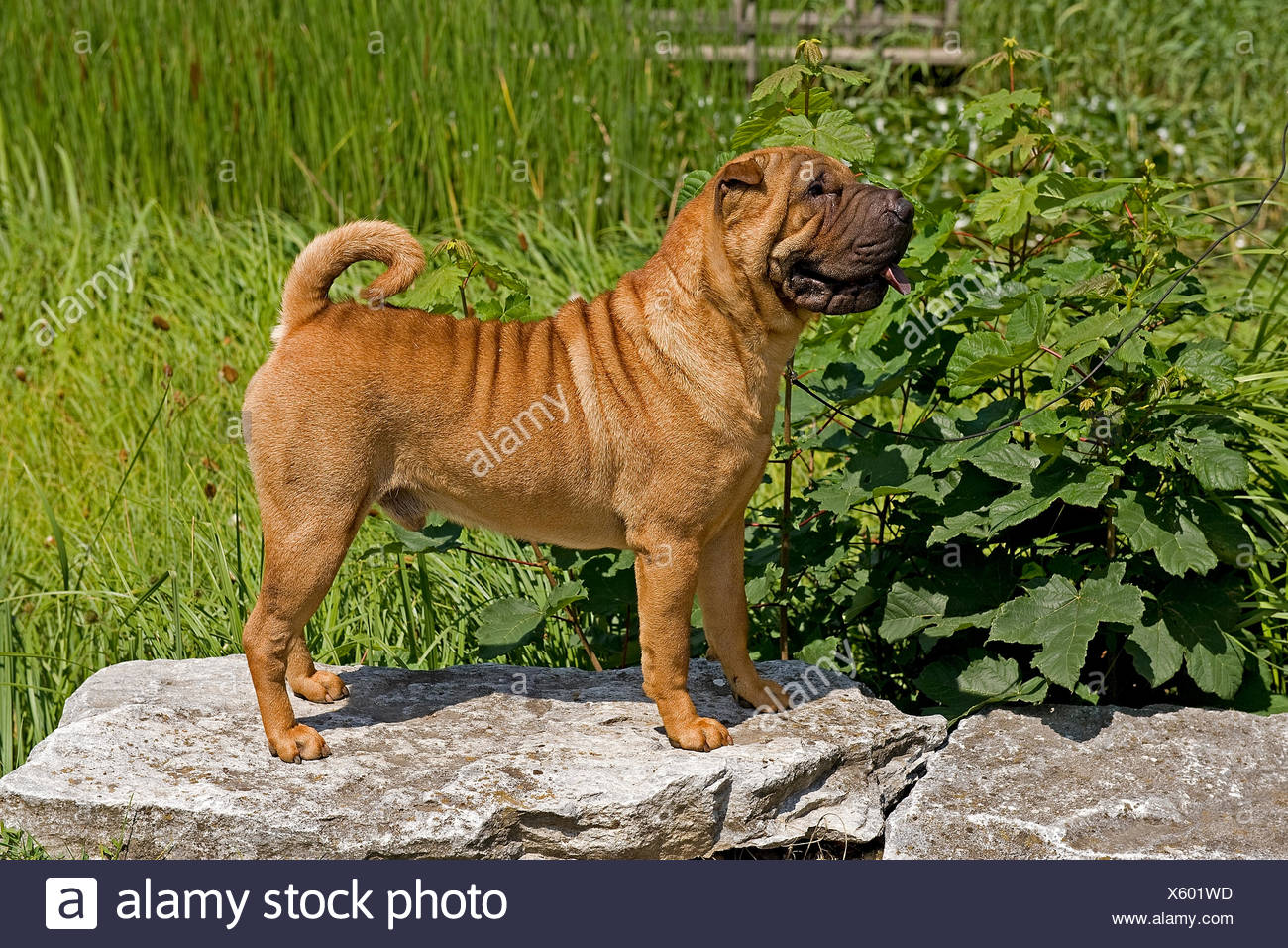 Shar Pei Or Chinese Shar Pei Red Coat Stock Photo 279055321 Alamy