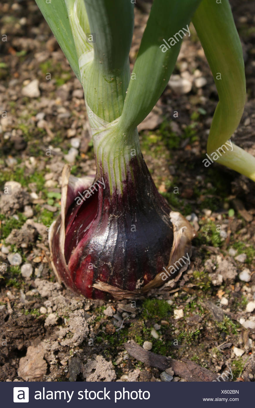 Red Onion Flower Stock Photos & Red Onion Flower Stock Images Alamy