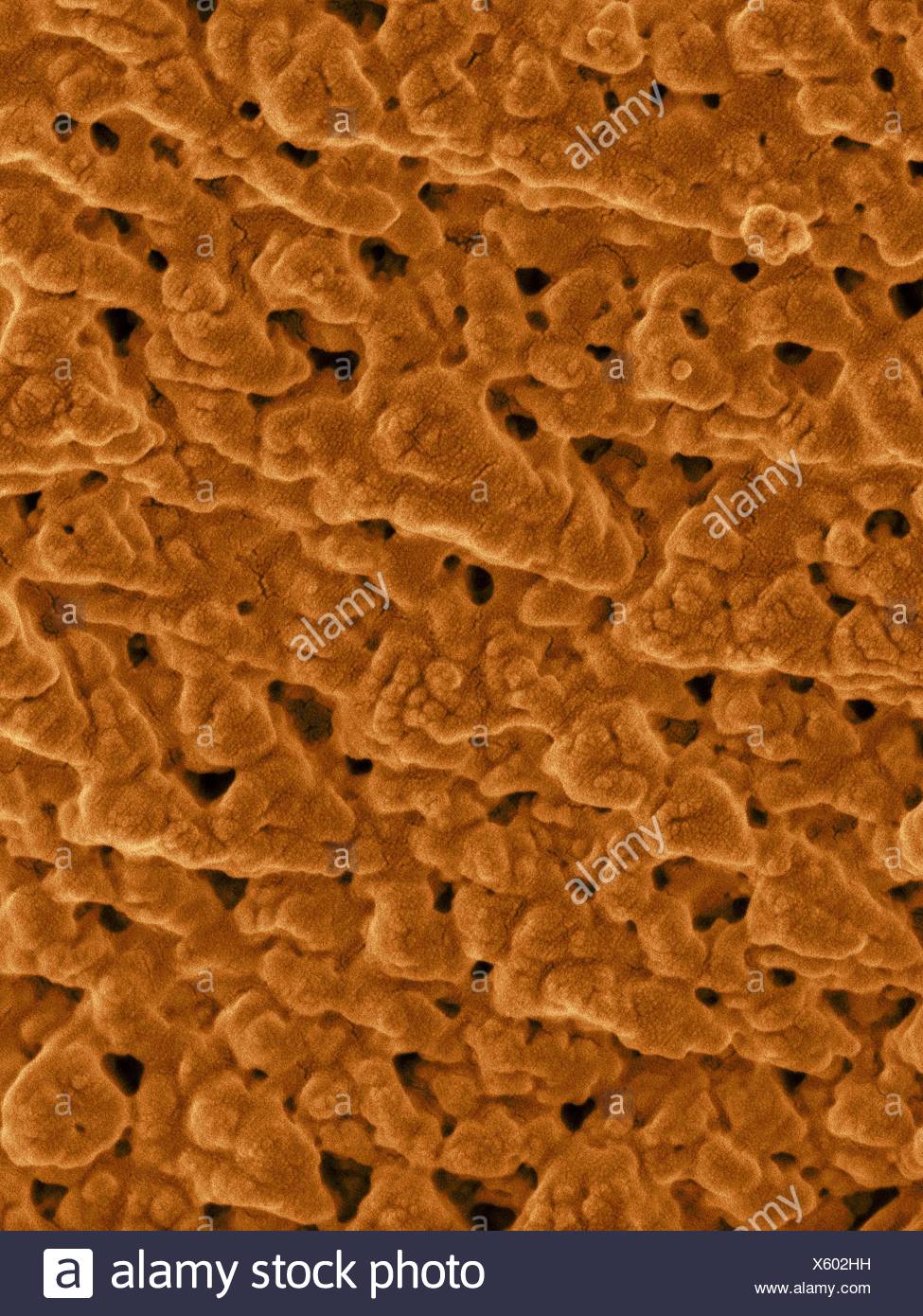 Semipermeable Membrane High Resolution Stock Photography and Images - Alamy