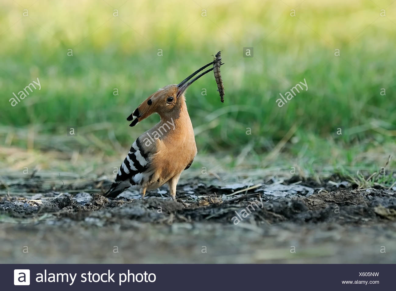 hoopoe with dragonflies larvae Stock Photo