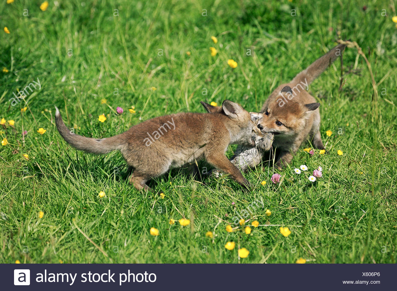 Red Fox Prey Mouth Stock Photos & Red Fox Prey Mouth Stock Images - Alamy