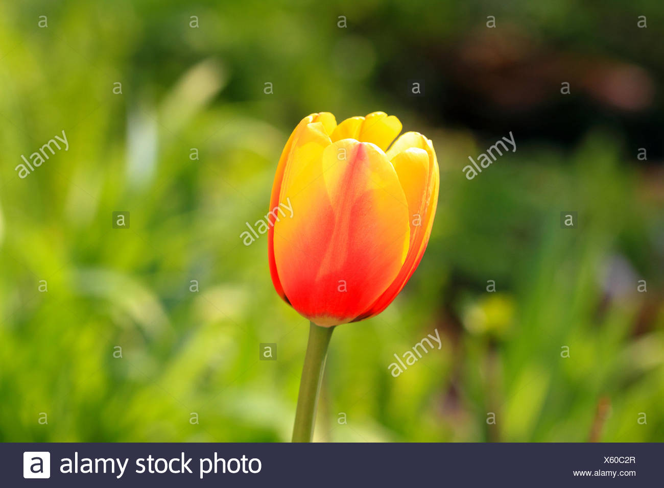 Garten Tulpe High Resolution Stock Photography and Images
