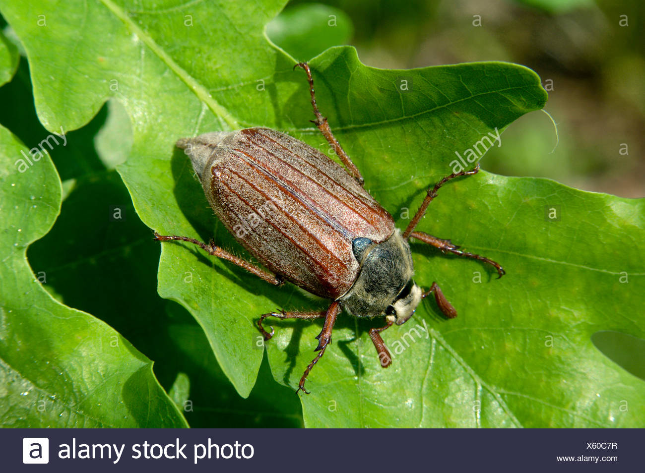 Cockchafer - Melolontha melolontha Stock Photo