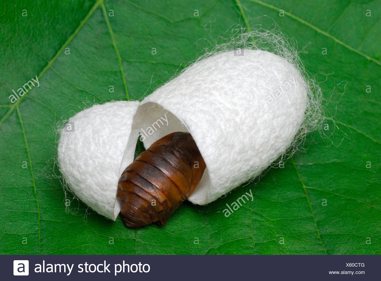 Download White Silk Moth Cute PNG