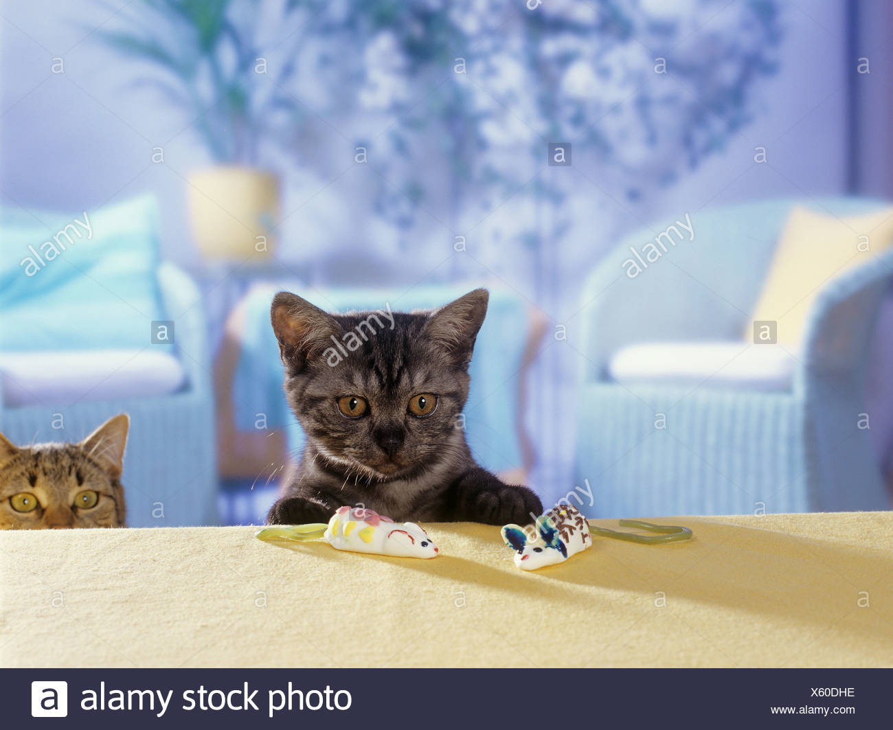 British Shorthair Kitten Black Smoke With Marshmallow Mice