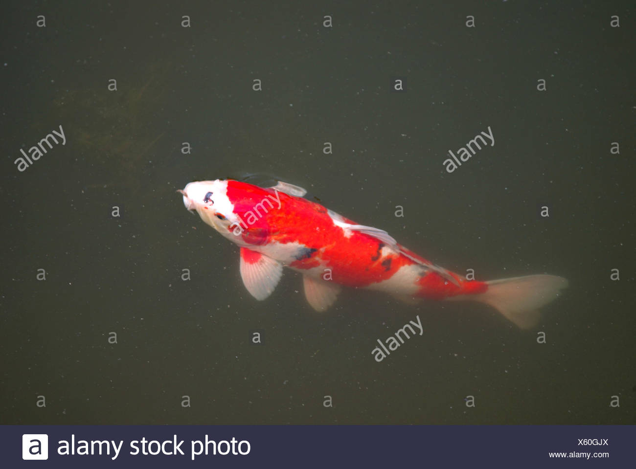 Japanischer Koi Karpfen Koi Koaku Stock Photo Alamy