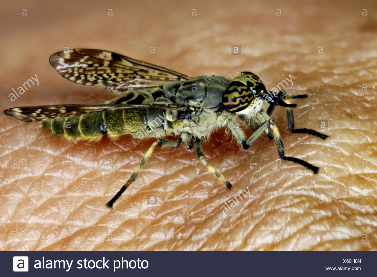 Horsefly Cleg Stock Photos & Horsefly Cleg Stock Images Alamy