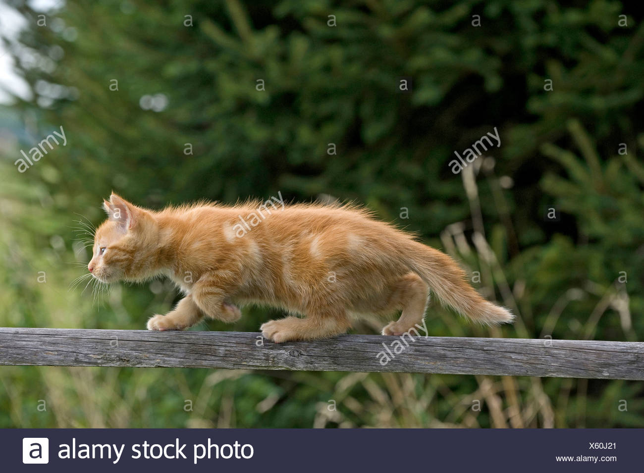 European Shorthair Cat Red Tabby Kitten 9 Weeks Old Balancing On