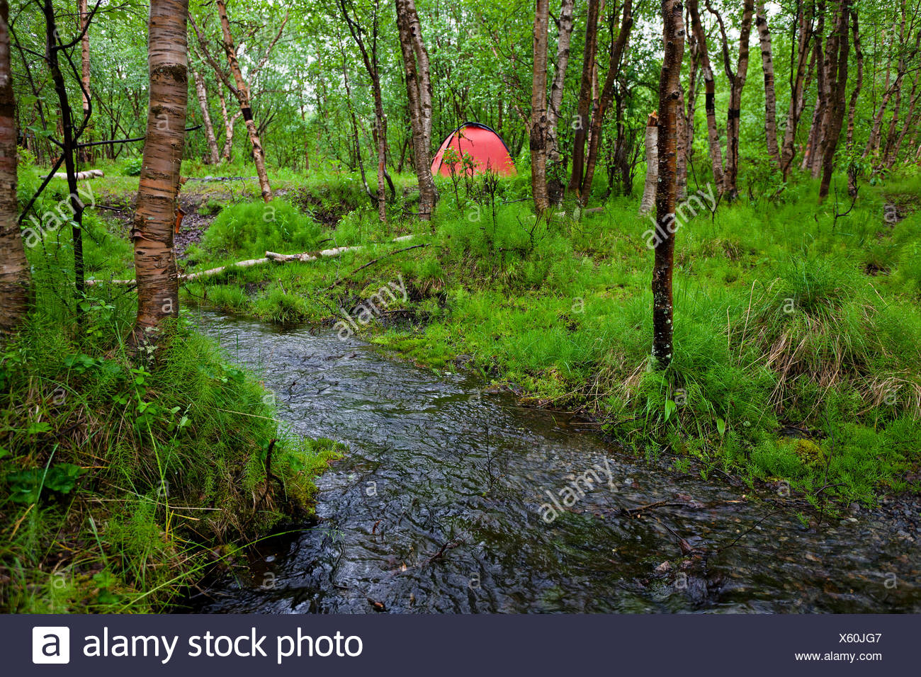 Camping Site In A Birch Forest On Kungsleden Hiking Trail Near Camping Site In A Birch Forest On Kungsleden Hiking Trail Near