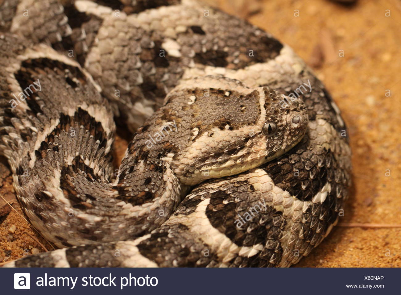 Puff Adder Stock Photo Alamy