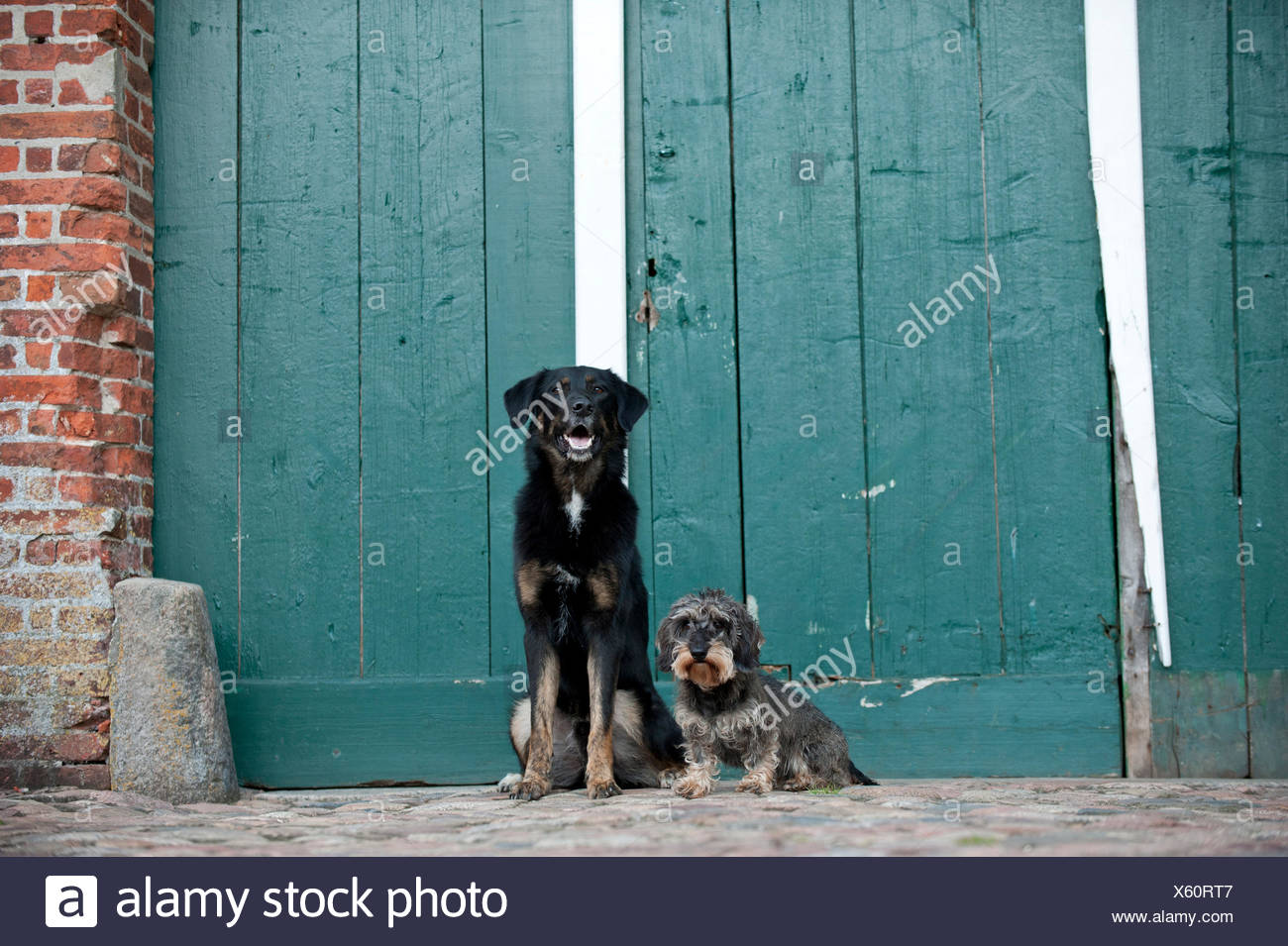 Mixed Breed Dog And A Wire Haired Dachshund Sitting In Front Of A