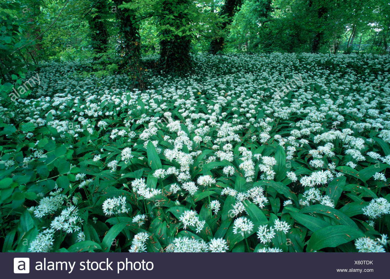 Ramsons Leek Plant Allium Ursinum Alluvial Lowland Forest Germany Baden Wuerttemberg Heidelberg Jun 02 Stock Photo Alamy