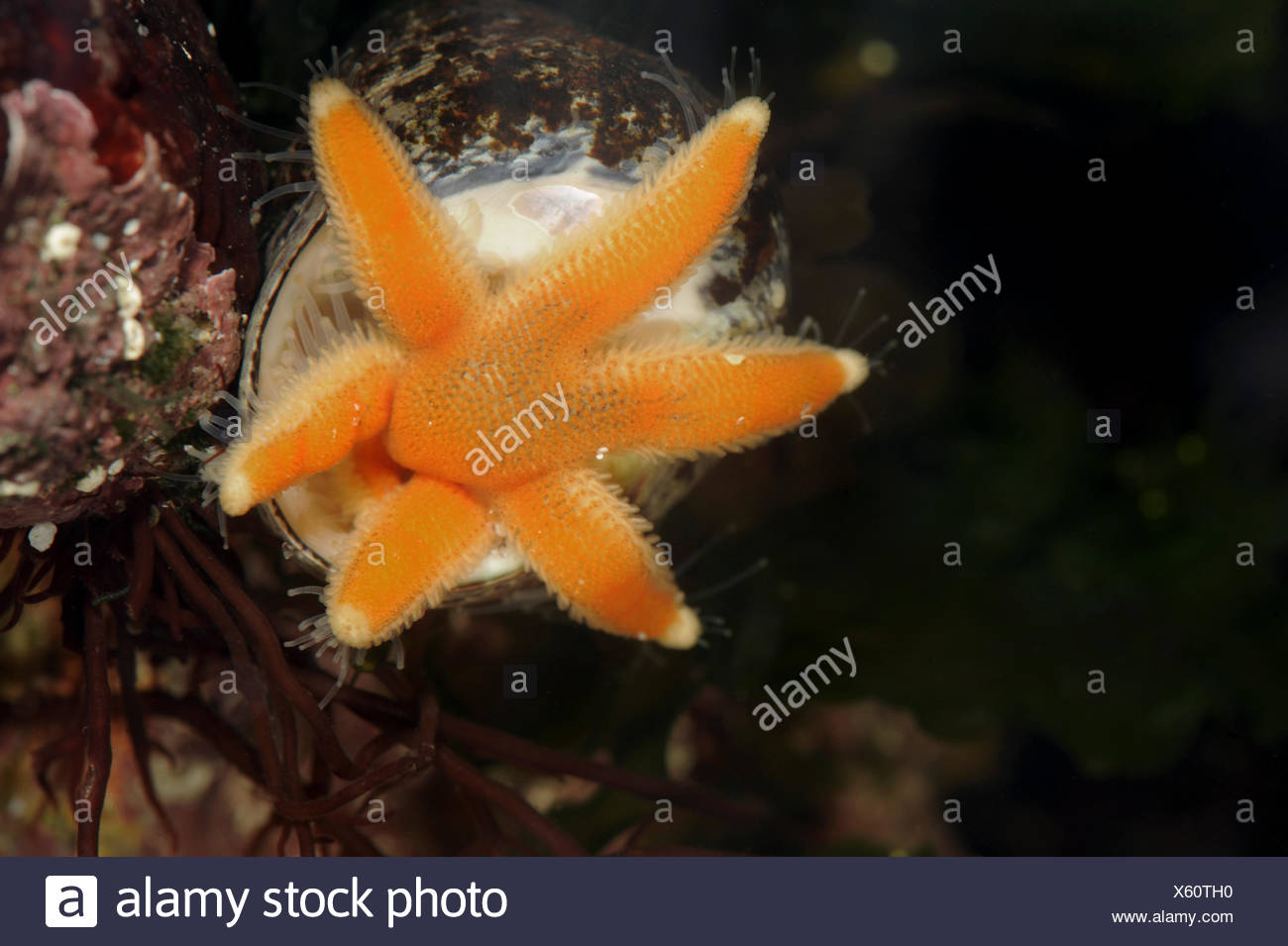 Starfish Feeding Stock Photos Starfish Feeding Stock Images Alamy