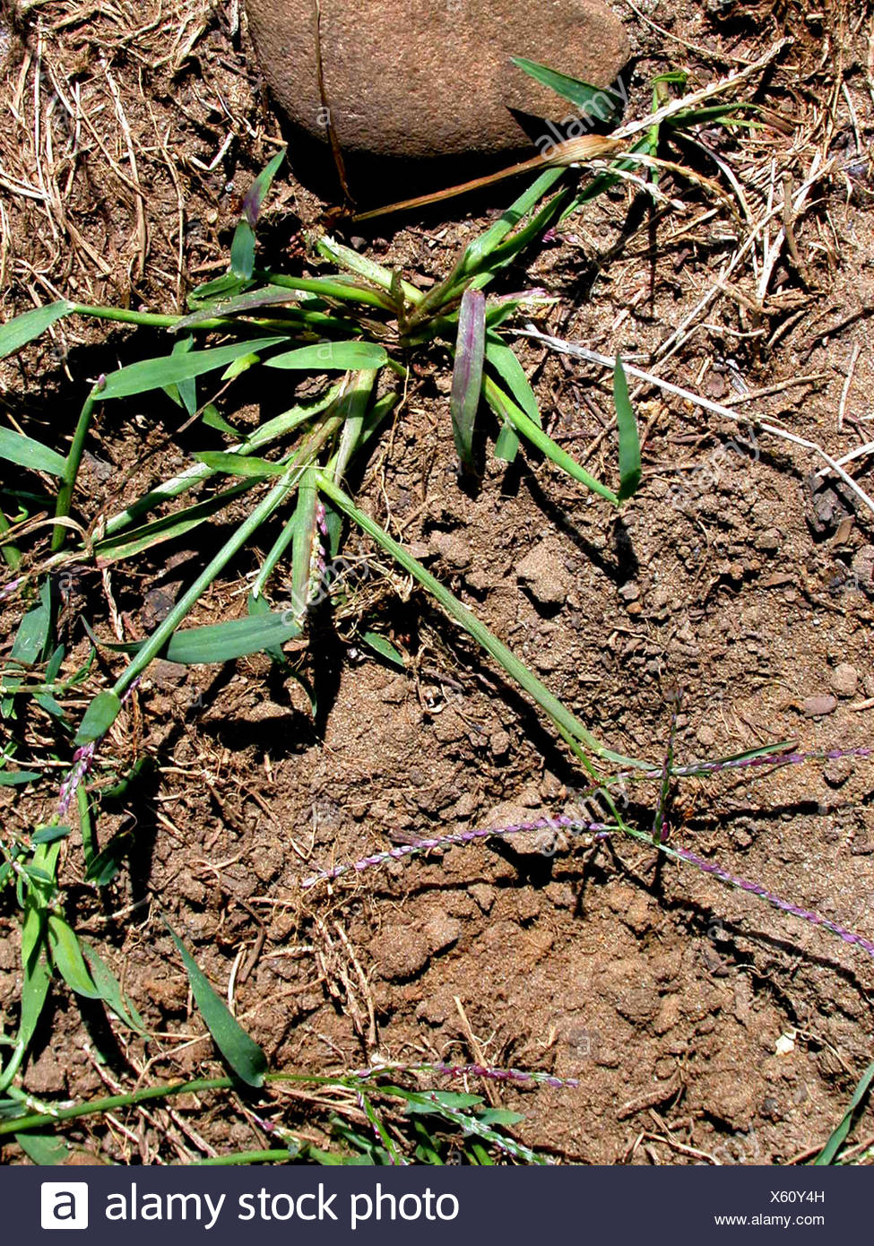 Crabgrass Stock Photos & Crabgrass Stock Images Alamy