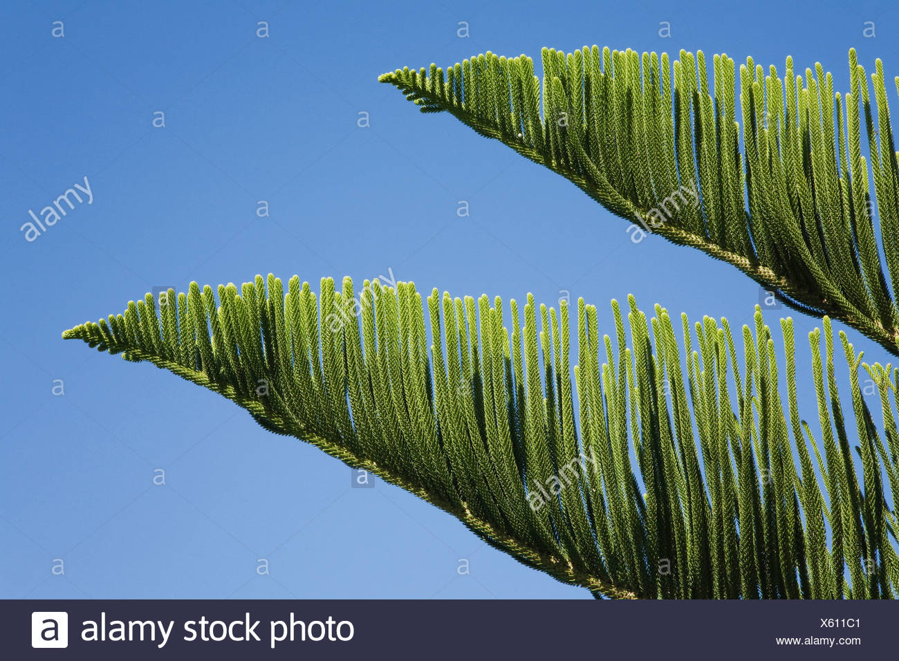 New Zealand Norfolk Pine Tree Araucaria Heterophylla Close Up Stock Photo Alamy