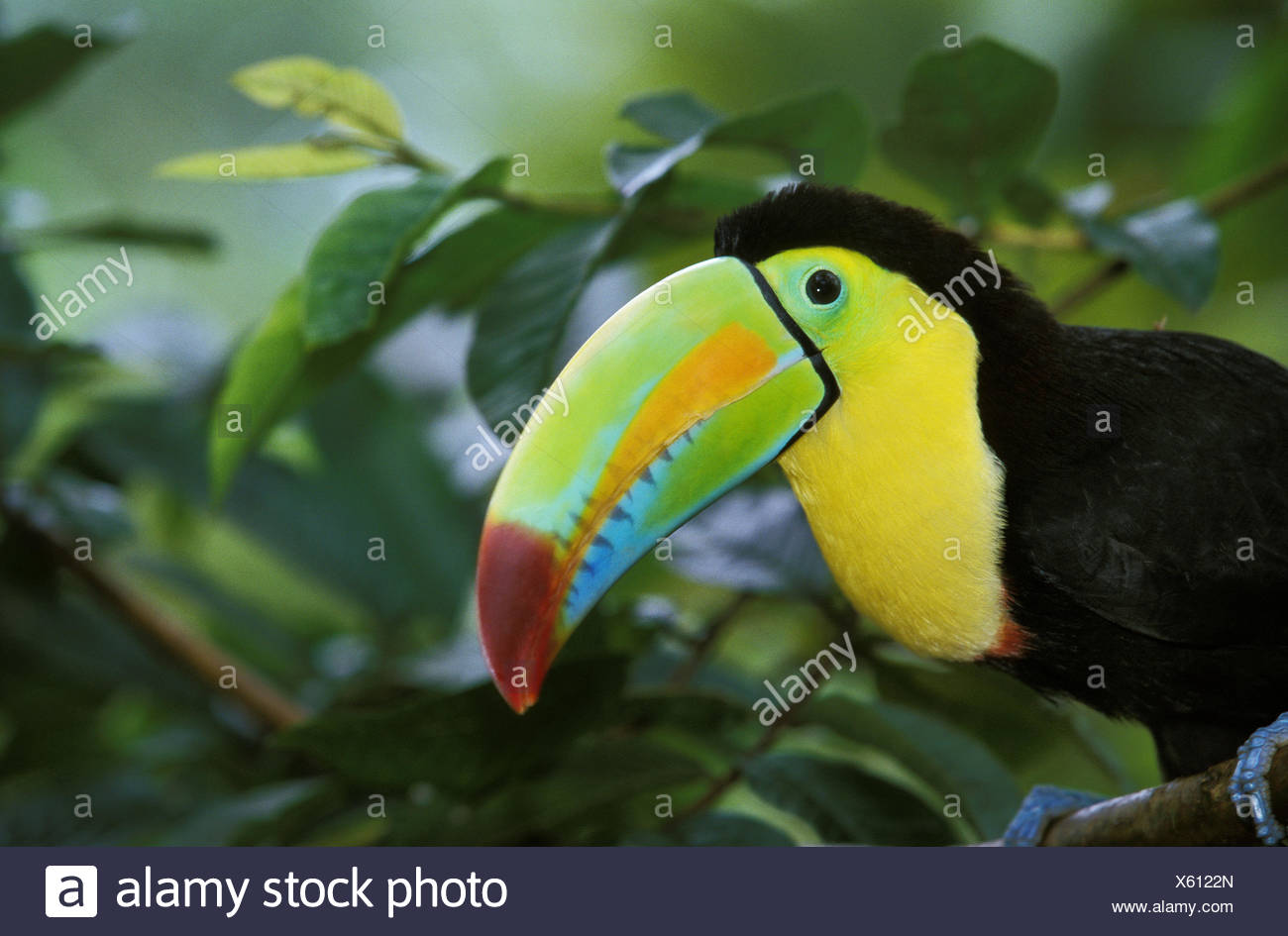 when do toucans mature Brutal skull fuck