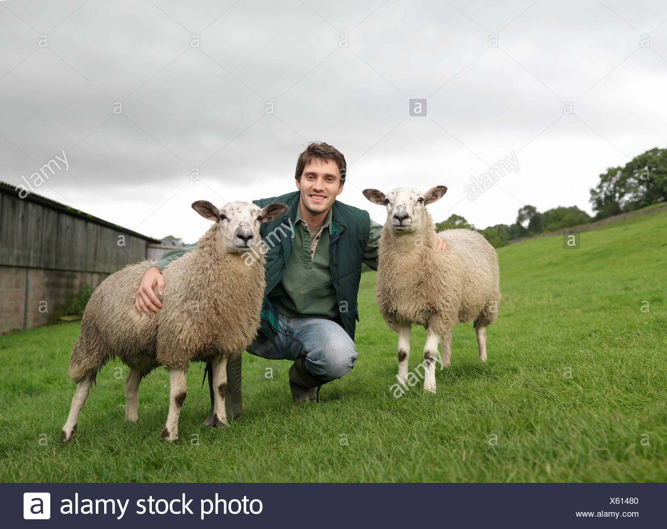 Real Sheep High Resolution Stock Photography and Images - Alamy