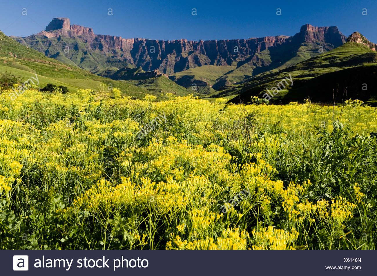 Amphitheatre Royal Natal National Park High Resolution Stock ...
