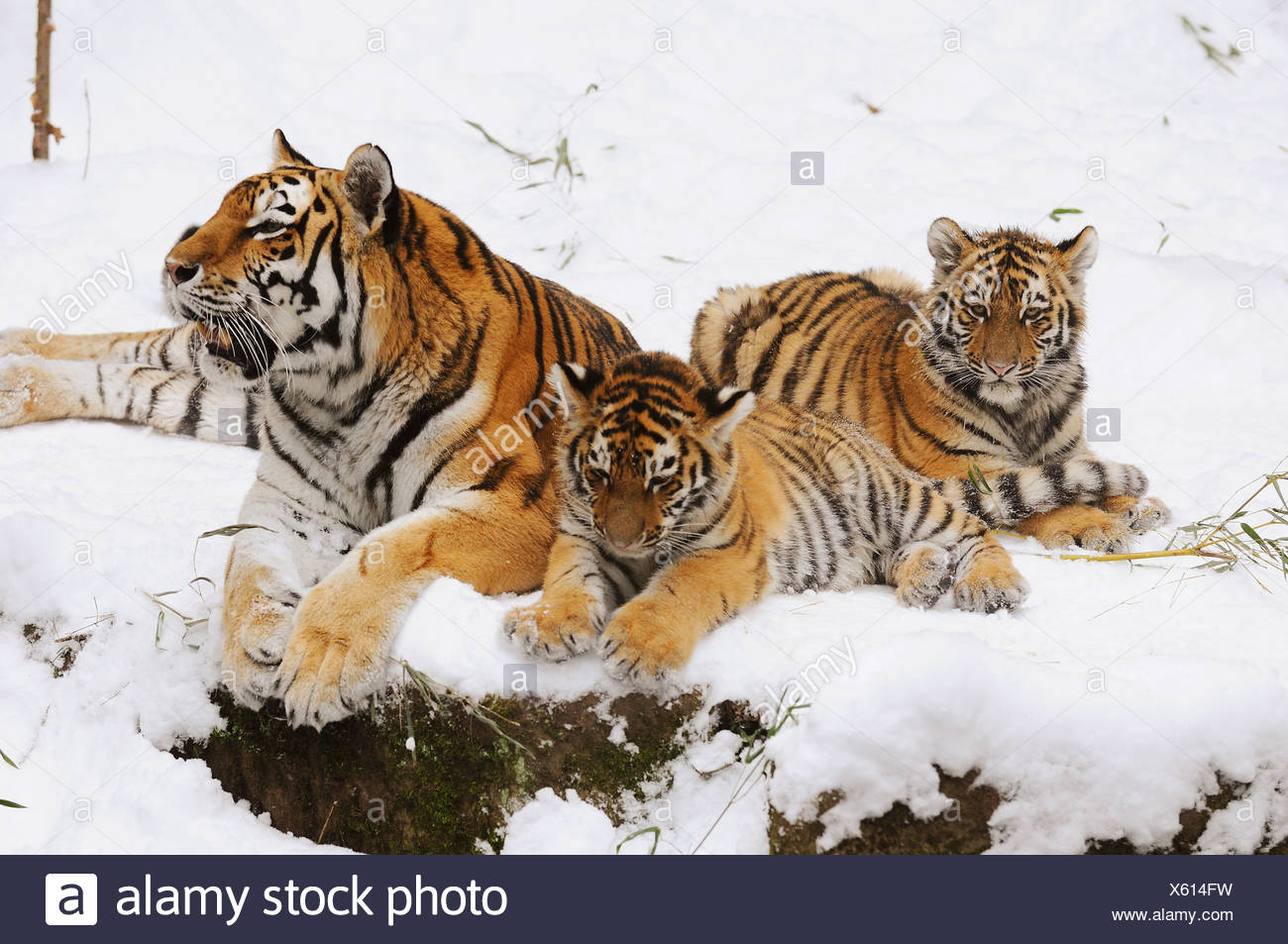 Siberian Tiger Cubs High Resolution Stock Photography and Images Alamy