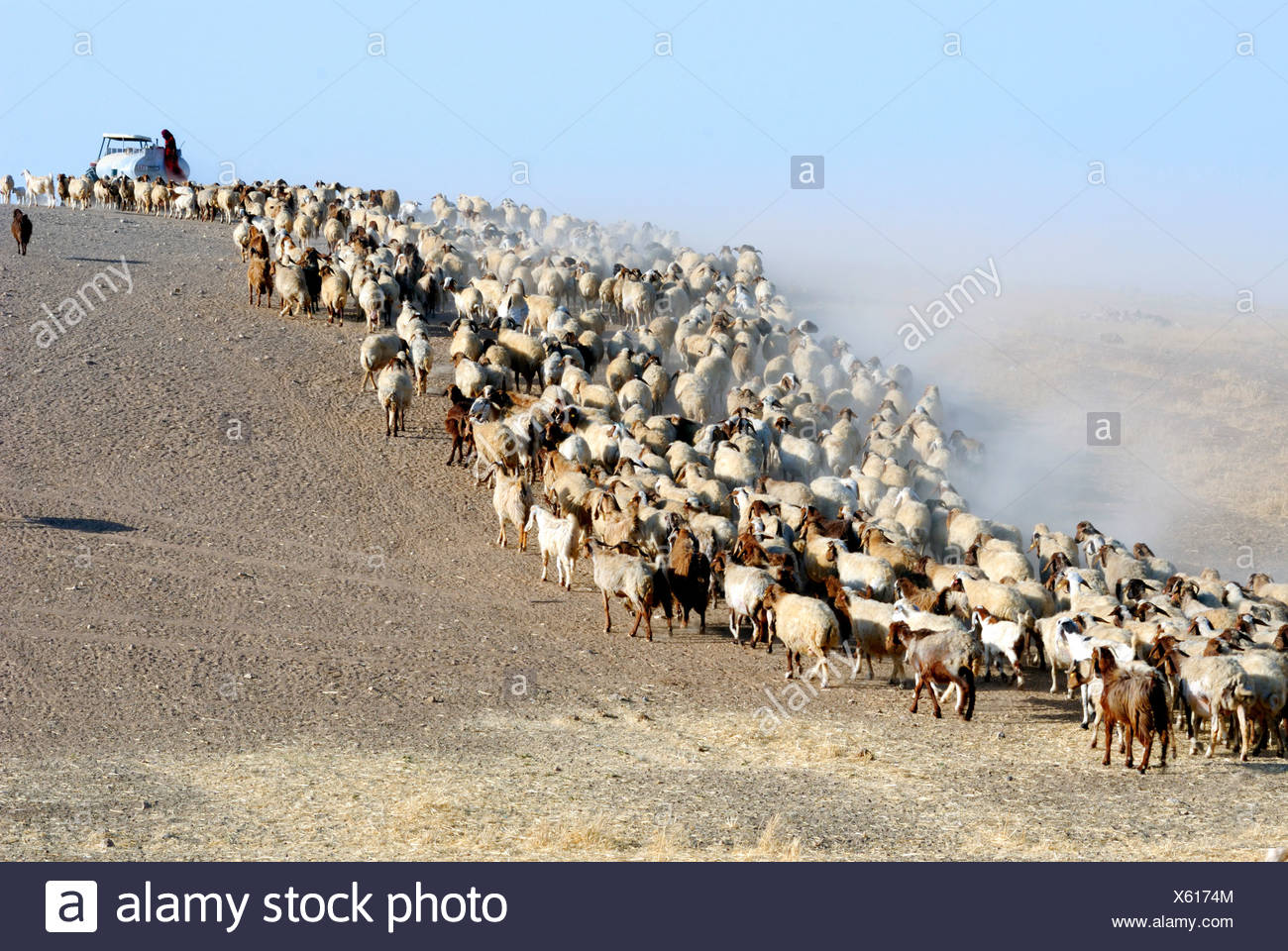 Bedouin With His Flock Stock Photos & Bedouin With His Flock Stock