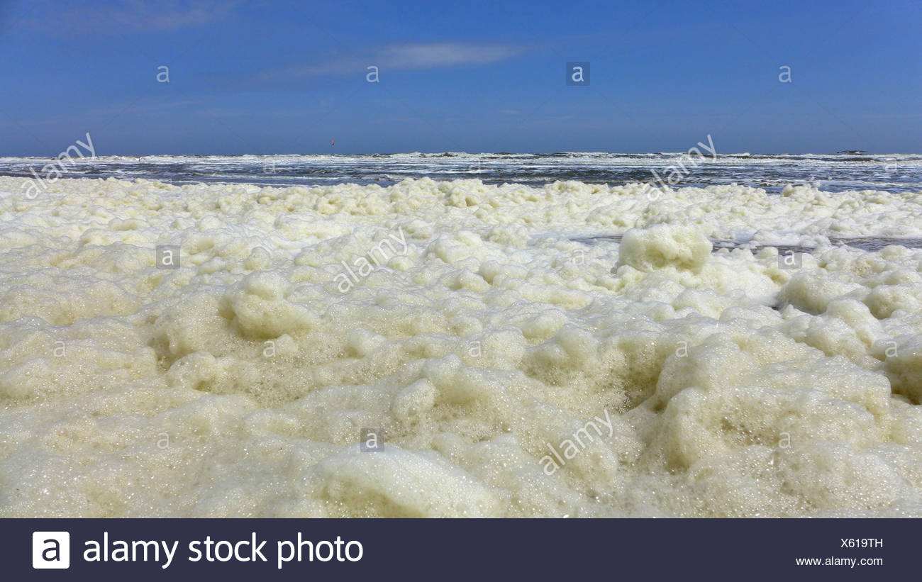 Phaeocystis Globosa High Resolution Stock Photography and Images Alamy