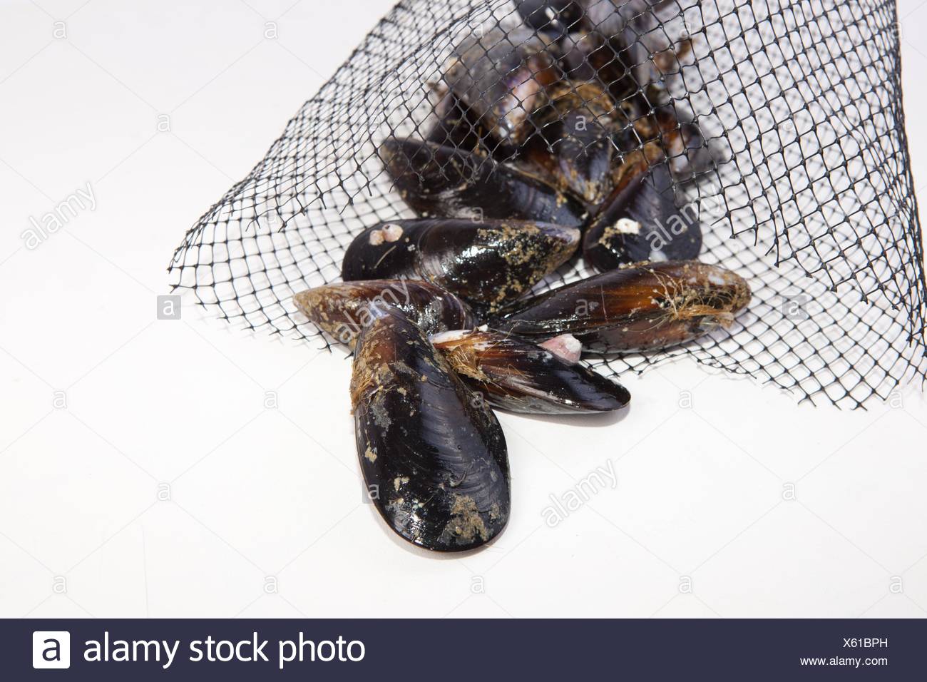 Mussel Fishing Stock Photos & Mussel Fishing Stock Images Alamy