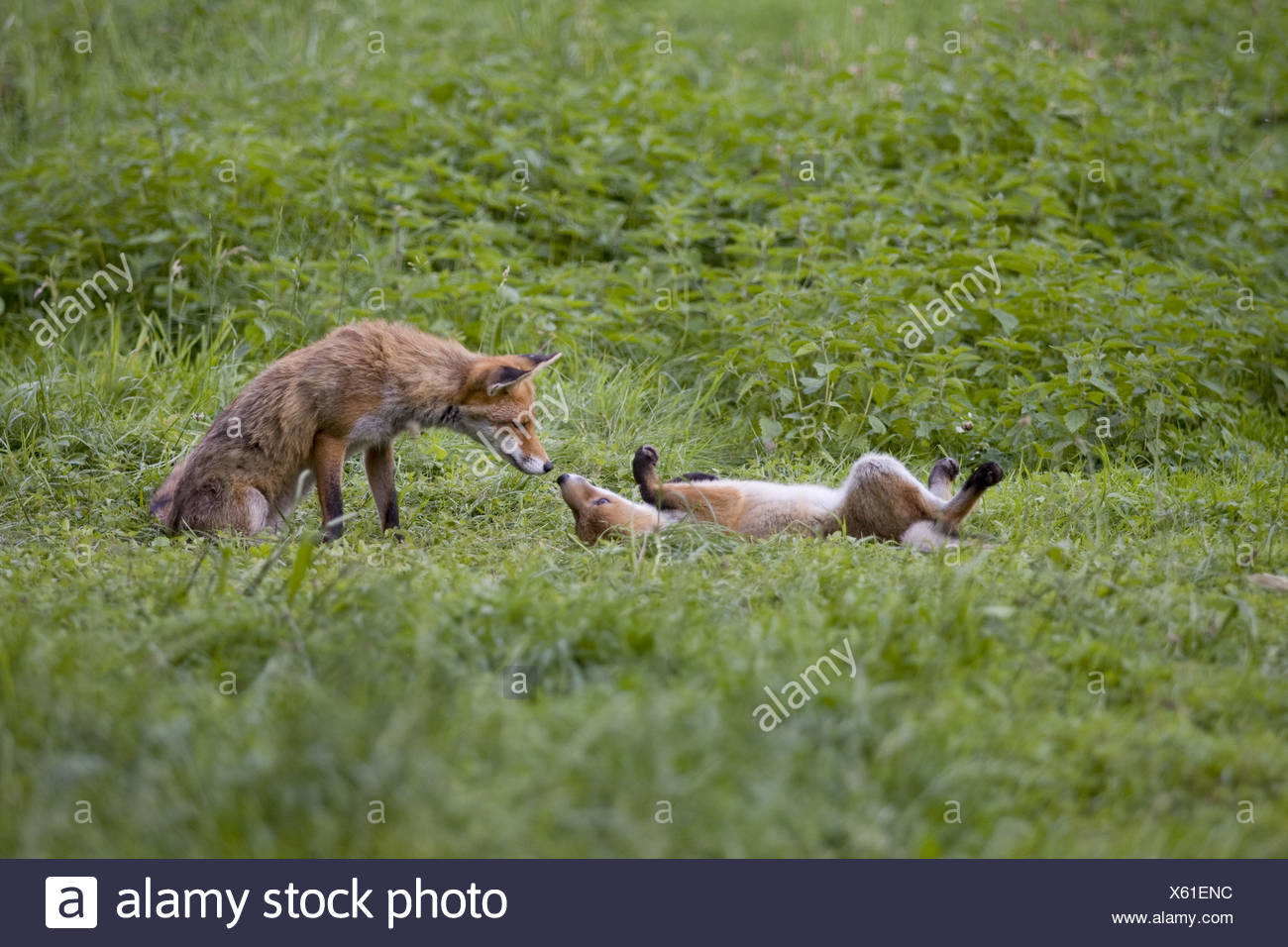 Foxes Mating High Resolution Stock Photography and Images Alamy