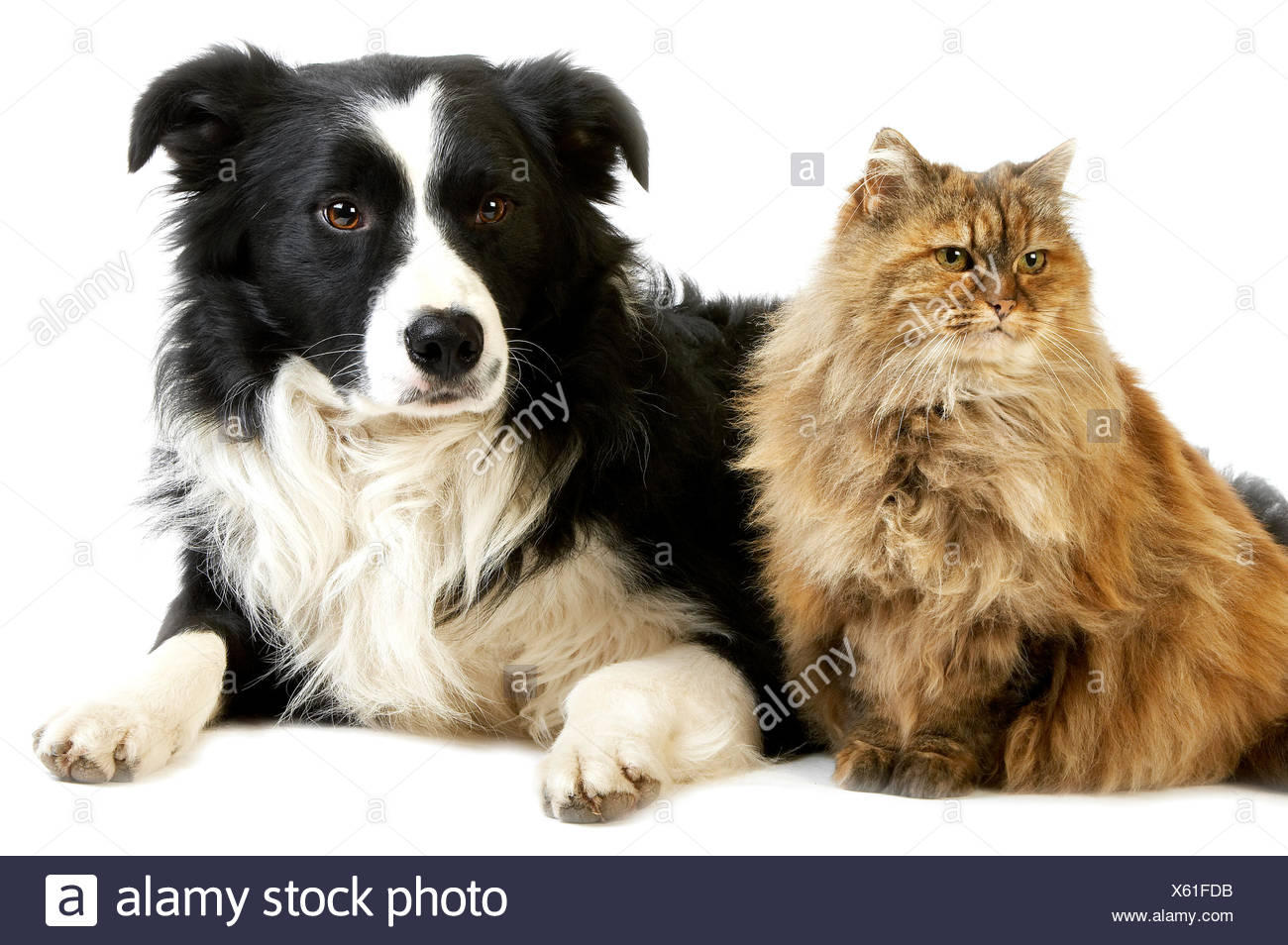 47 Top Images Male Or Female Cat With Male Dog : Male Vs Female Cats And Dogs Union Lake Veterinary Hospital