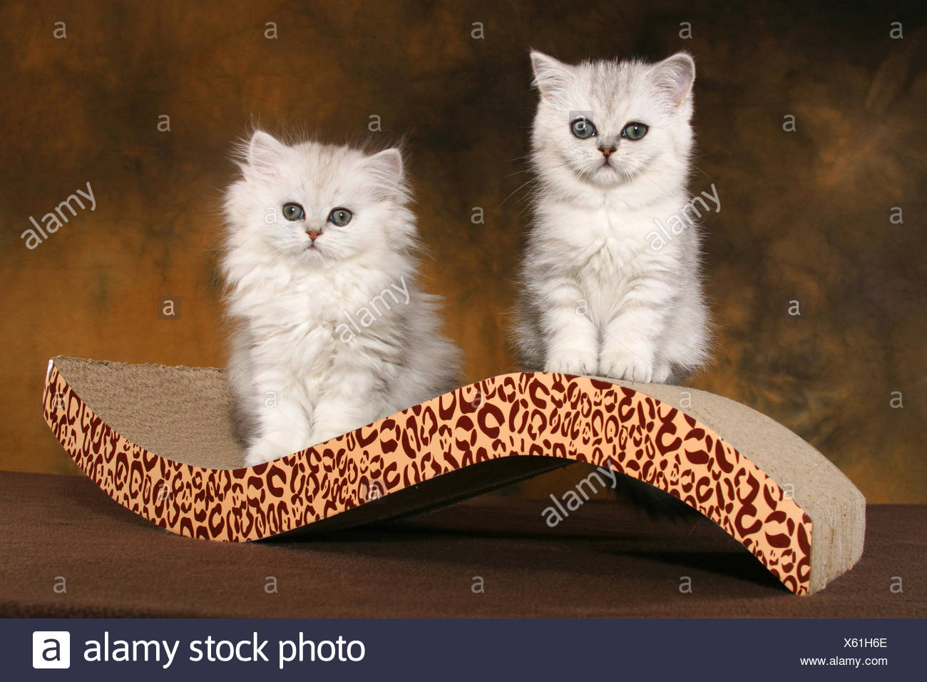 Exotic Shorthair And Persian Cat Stock Photo 279089286 Alamy