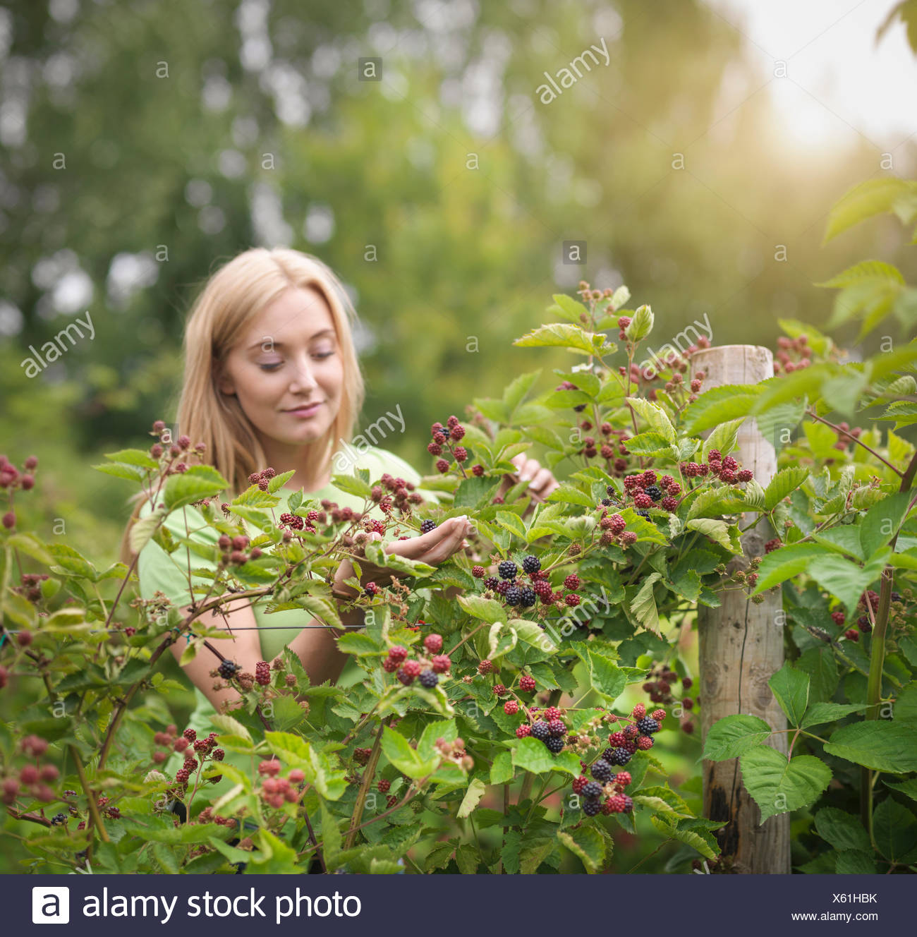 Farm Produce Stock Photos & Farm Produce Stock Images Alamy