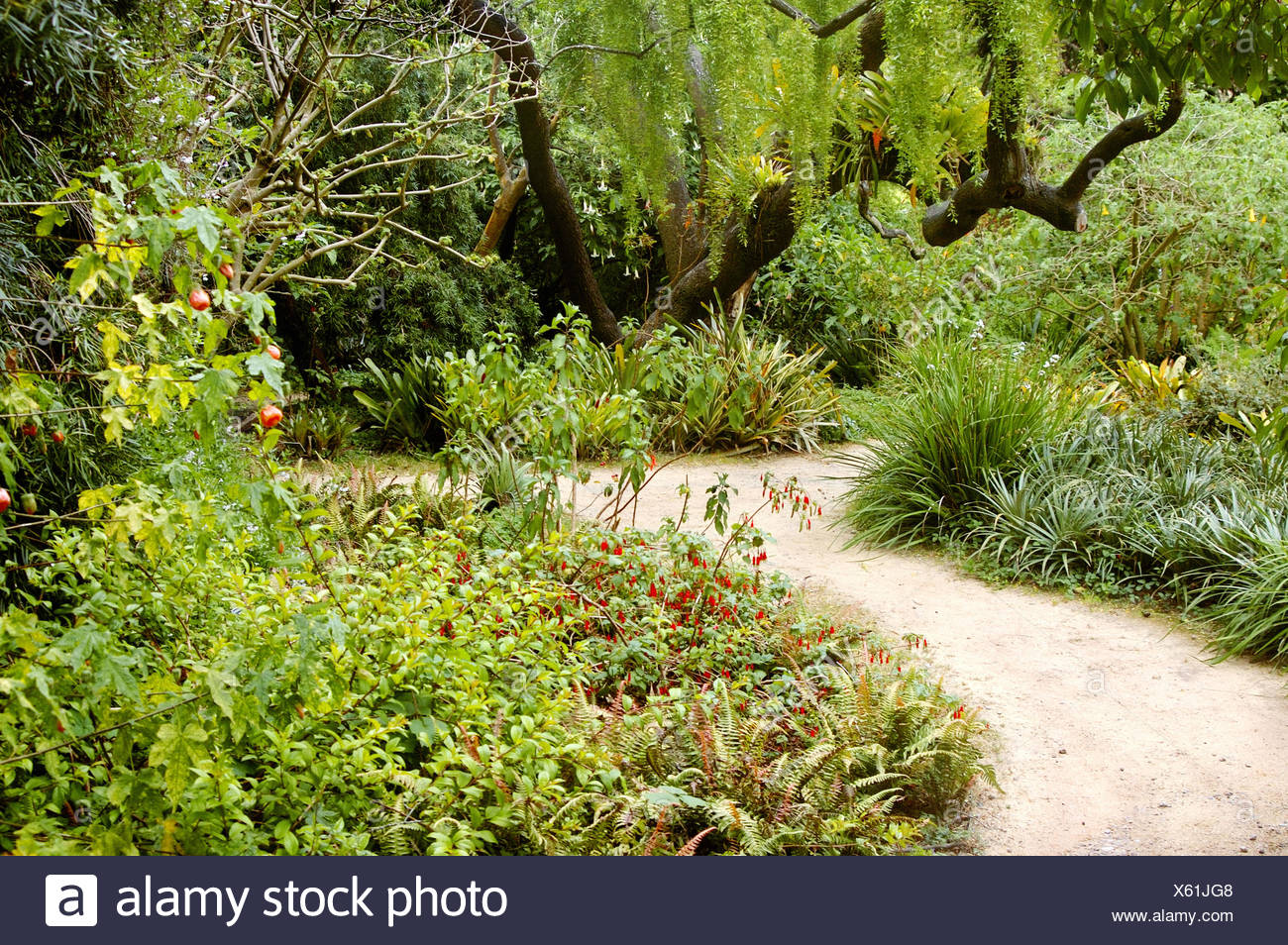 Path In San Francisco Botanical Garden San Francisco California