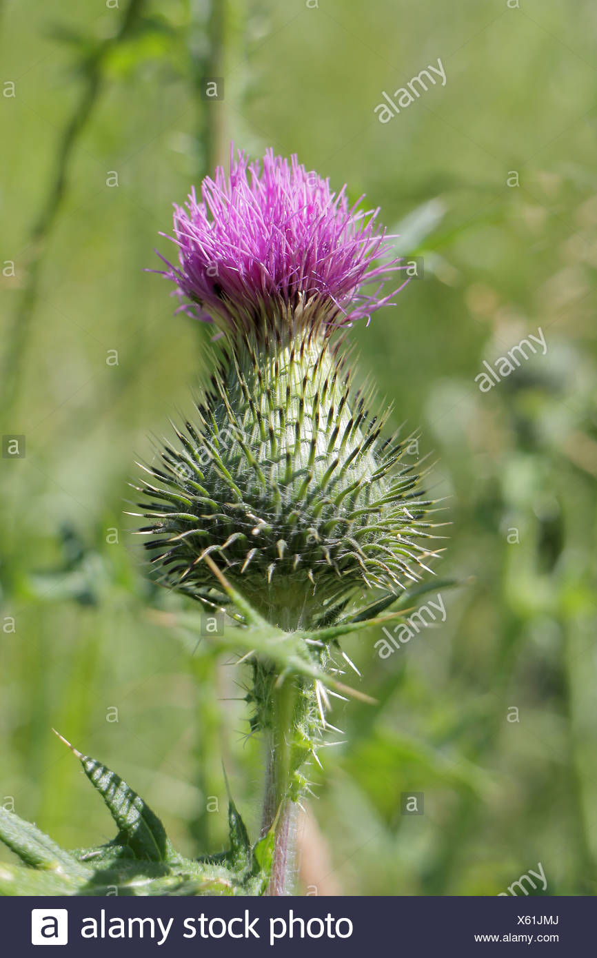 Scottish Thistle High Resolution Stock Photography and Images Alamy