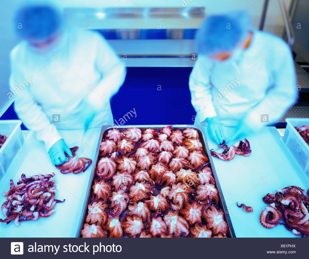 Seafood Processing Stock Photos & Seafood Processing Stock Images Alamy
