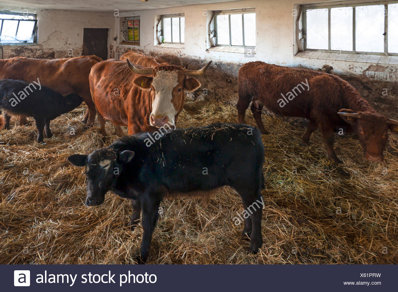 Calf In Straw High Resolution Stock Photography and Images - Alamy