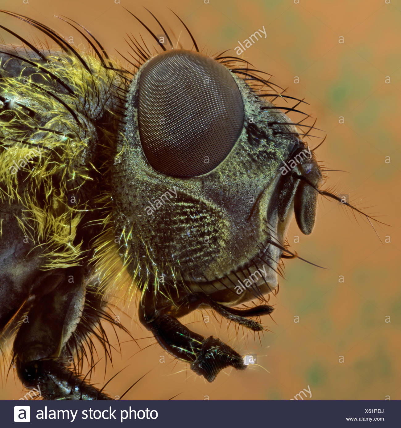 Maxilla Mandible High Resolution Stock Photography and Images - Alamy