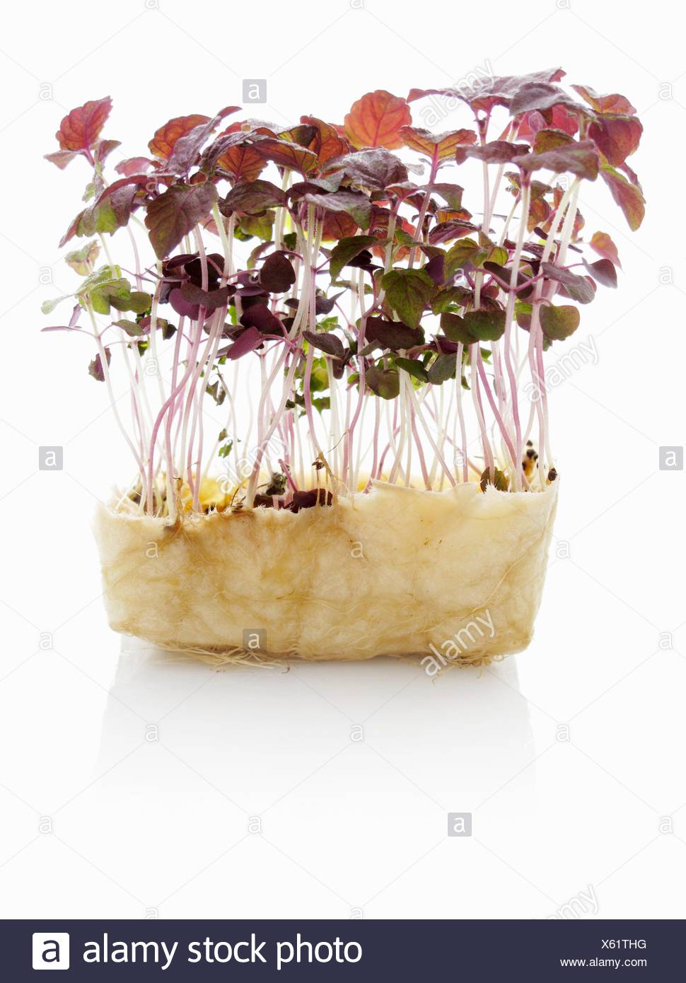 Red Shiso High Resolution Stock Photography And Images Alamy