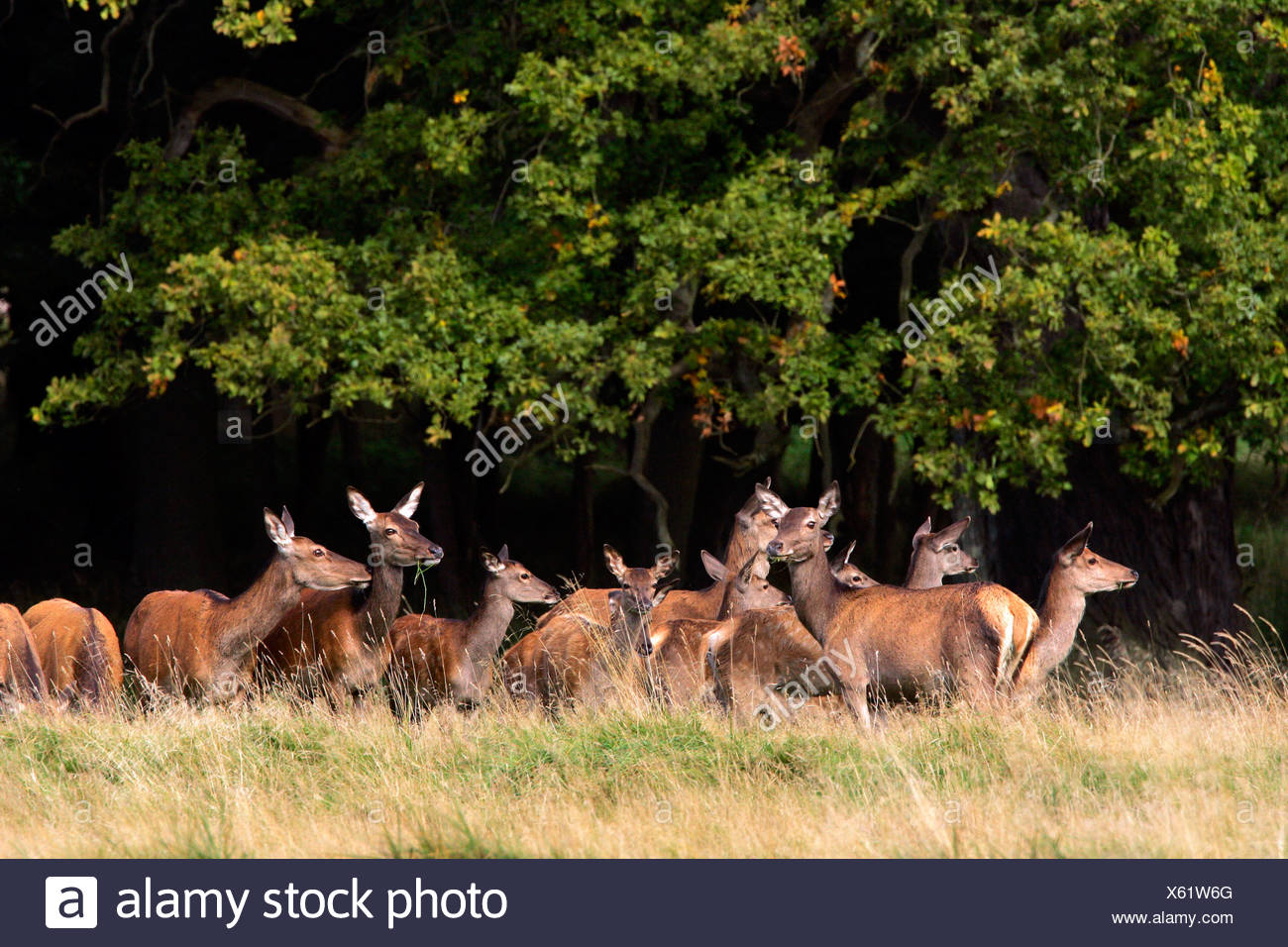 Watchful female red deers during the rut - pride of hinds at the border of a wood (Cervus elaphus) Stock Photo