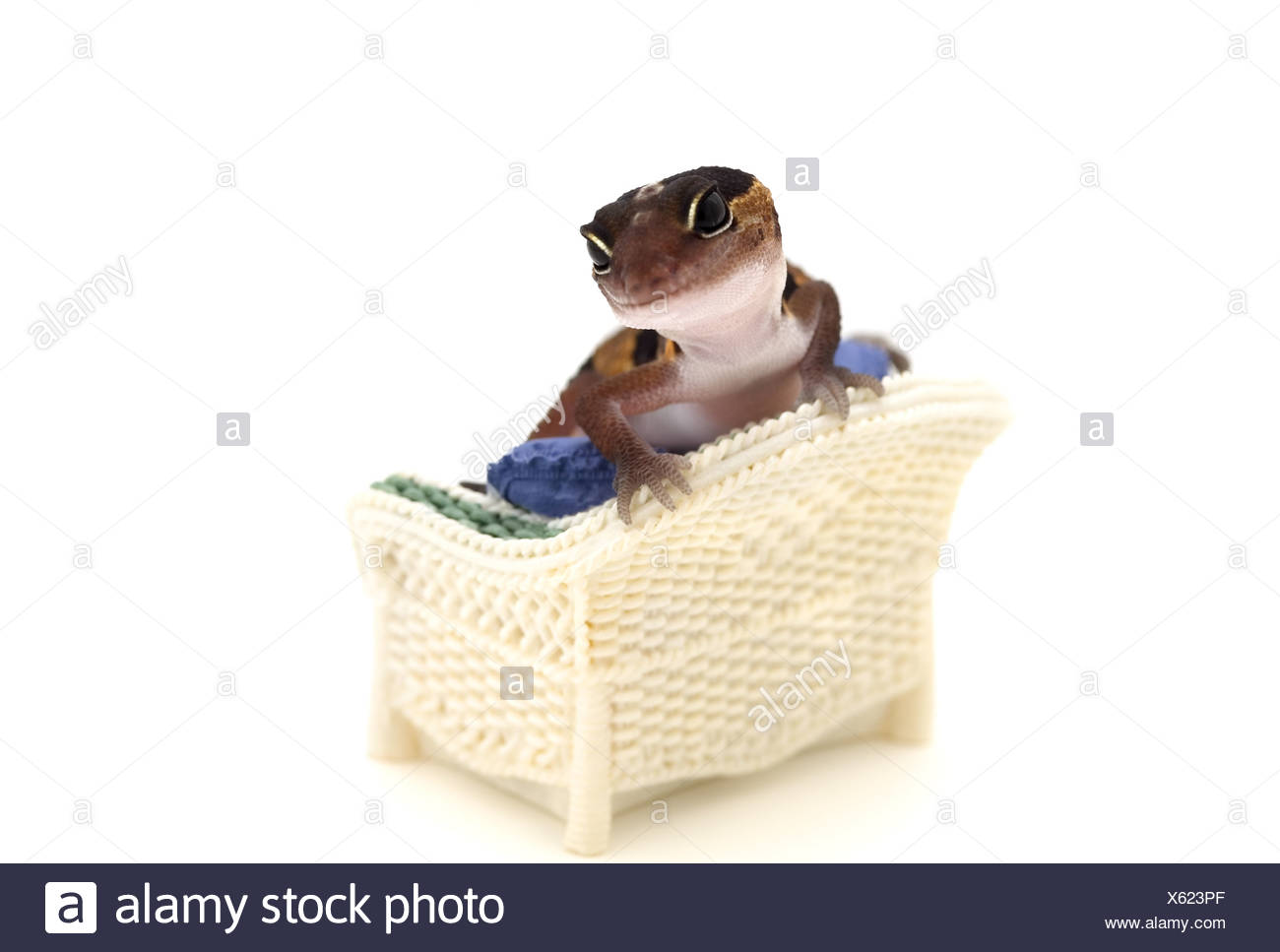 Lounge Lizard High Resolution Stock Photography and Images Alamy