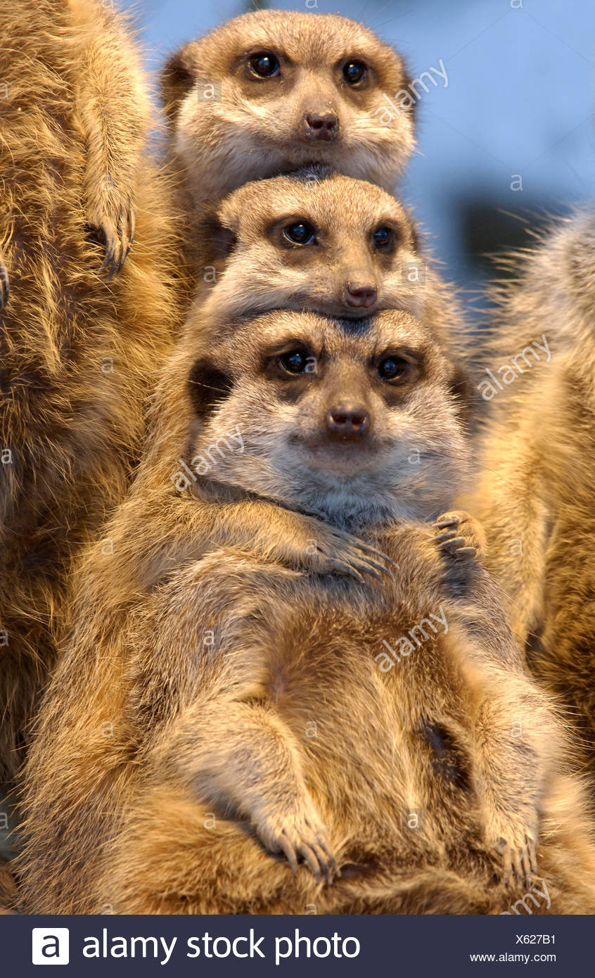 Suricate Slender Tailed Meerkat Suricata Suricatta Three Individuals Hugging Stock Photo Alamy