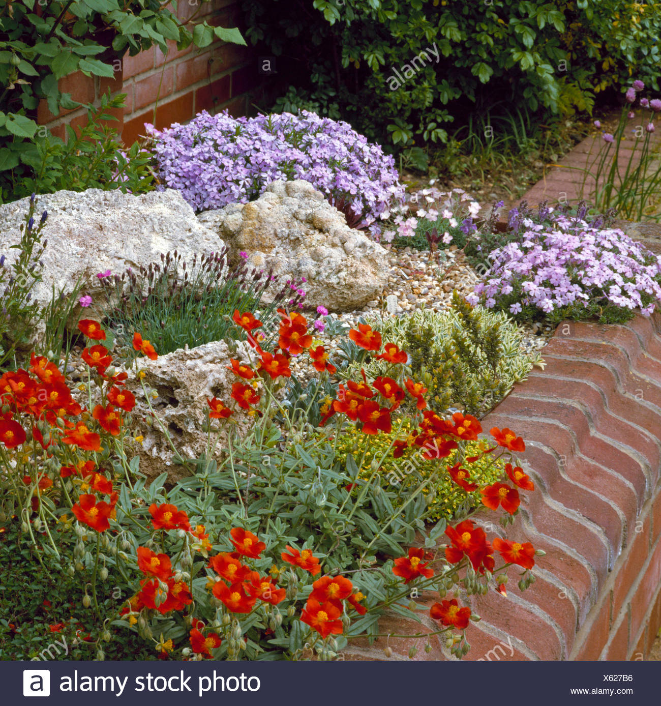 Raised Bed Planted With Alpines Helianthemum Phlox And Dianthus Rab034571 Photos Horticul Stock Photo Alamy