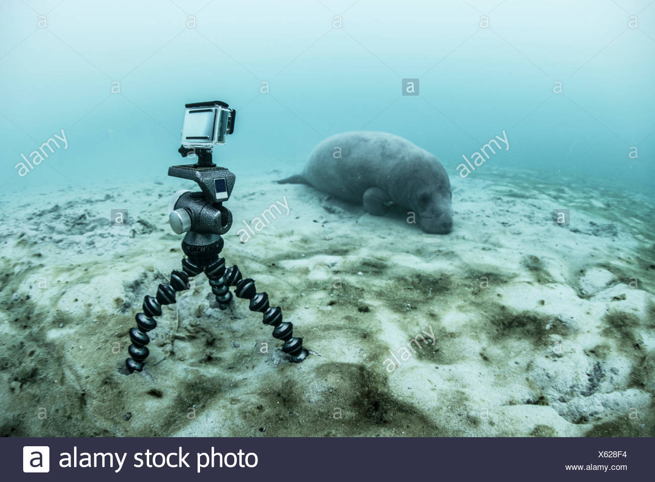 Video Camera Wildlife High Resolution Stock Photography and Images - Alamy