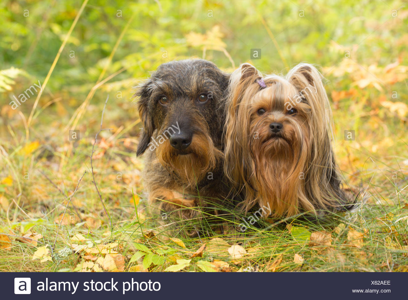 Dog Portrait Of Yorkshire Terrier And Wire Haired Dachshund Stock Photo Alamy
