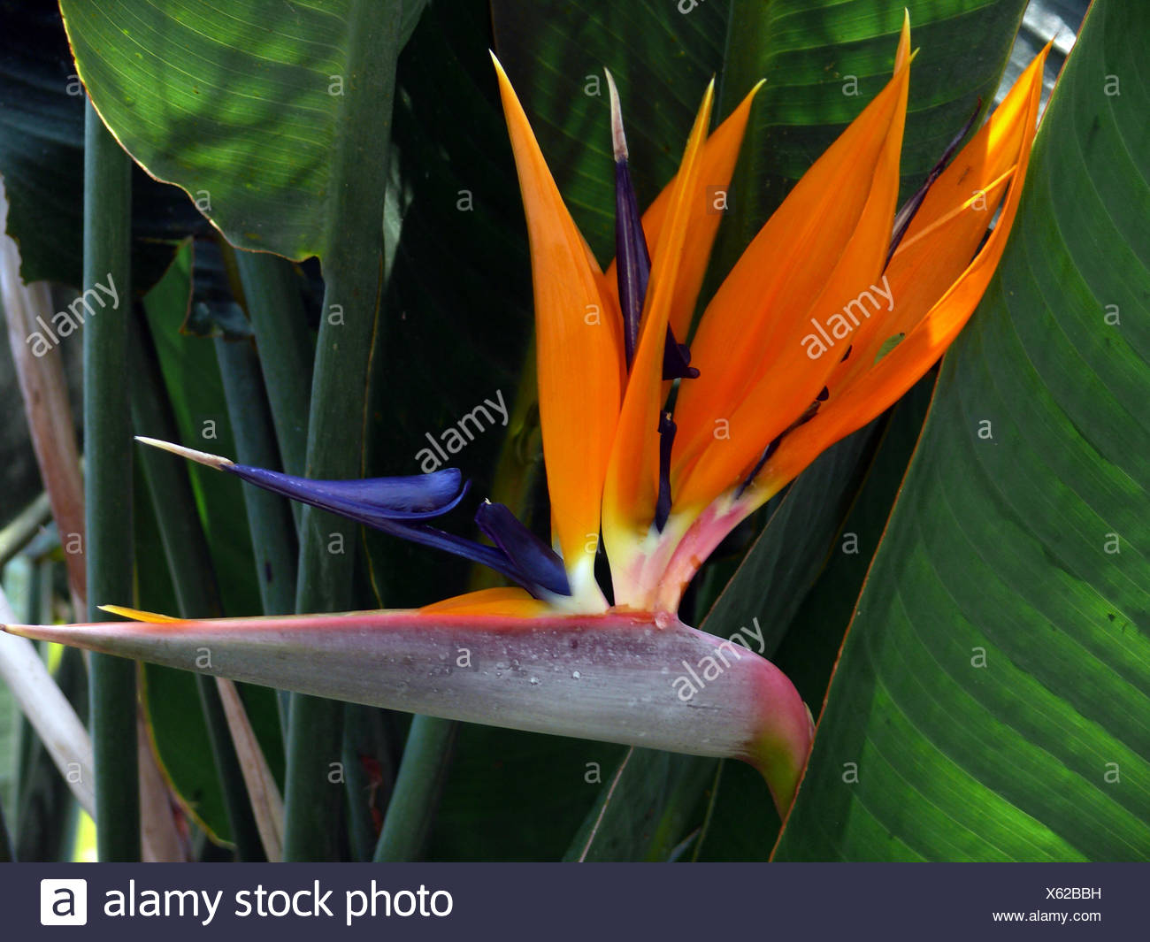 Papageienblume Stock Photos & Papageienblume Stock Images Alamy